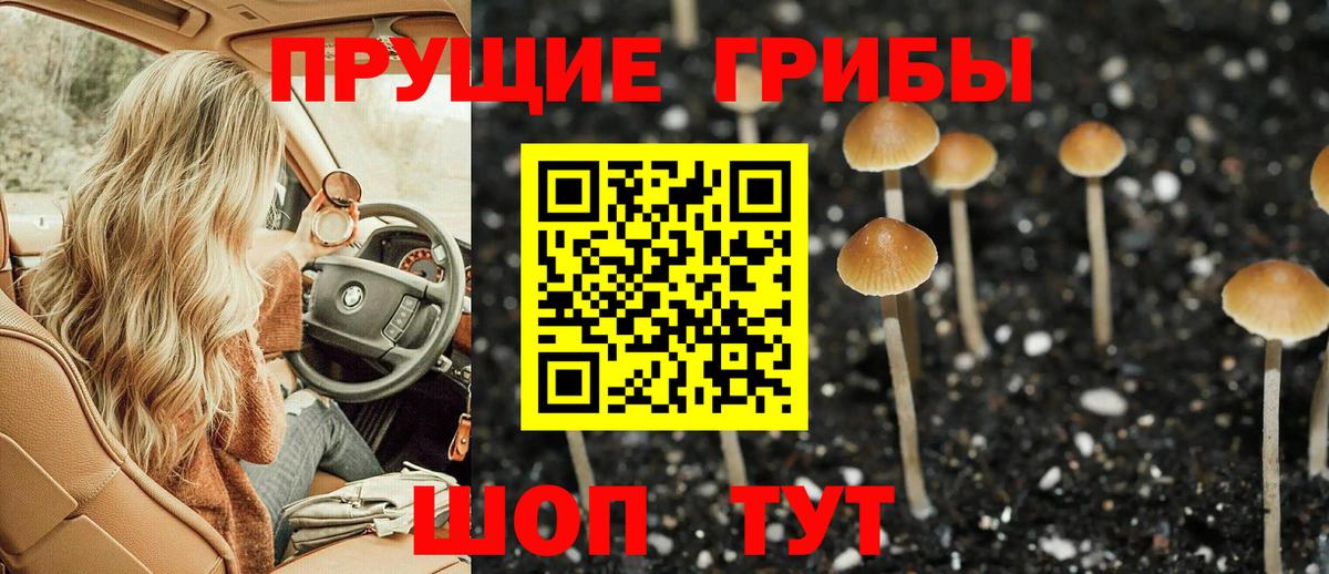 Псилоцибиновые грибы Psilocybe Коркино
